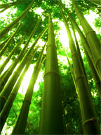 bambus_web.jpg